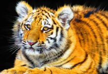 A close up of a tiger cub with vibrant fur and bright eyes resting calmly