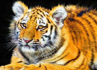 A close up of a tiger cub with vibrant fur and bright eyes resting calmly