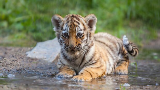 A tiger cub resting in shallow water surrounded by natural habitat