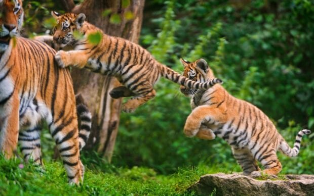 Tiger cubs playing energetically in the lush green forest environment