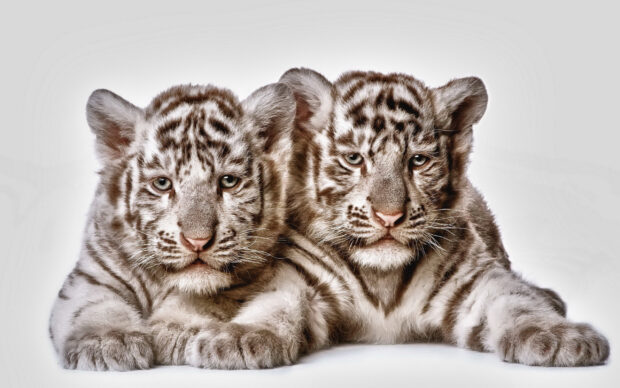 Two tiger cubs resting closely together in a soft white setting