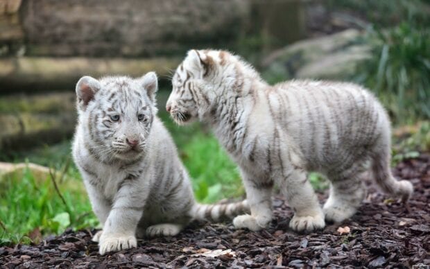 Two white tiger cubs playing together on rocky ground outdoors