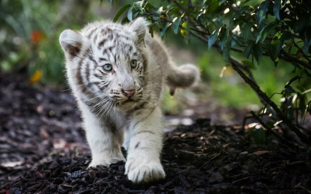 White tiger cub exploring a natural environment with green leaves and soil around