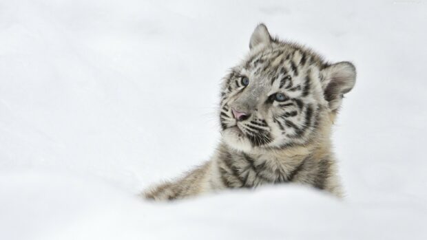A close up of a tiger cub laying on snow with blue eyes and soft fur