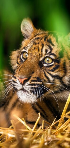 Close up of tiger cub face with detailed stripes and bright eyes in natural setting