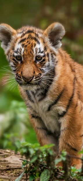 Close up of a tiger cub standing in green foliage in a natural setting