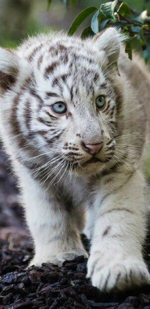 A white tiger cub with blue eyes walking on dark soil in nature