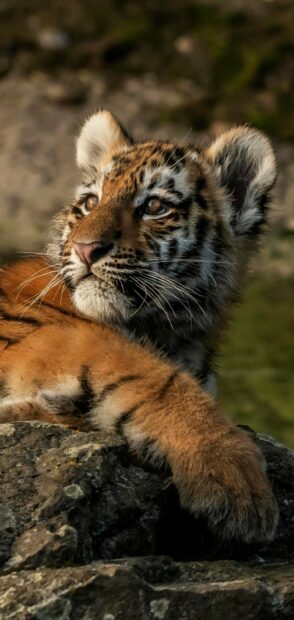 Tiger cub resting on a rock in natural habitat with detailed fur and bright eyes