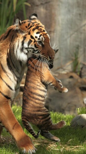 A tiger carrying a tiger cub gently by the scruff in a natural green setting