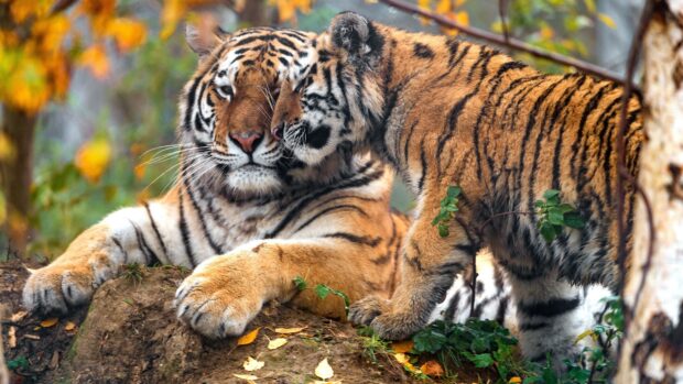 Tiger cub nuzzling an adult tiger in the forest surrounded by autumn leaves