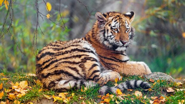A tiger cub resting on grass surrounded by autumn leaves in a natural setting