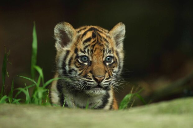 A tiger cub with blue eyes resting on the ground surrounded by green grass