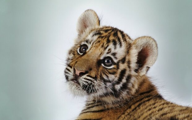 Adorable tiger cub looking curiously with clear stripes and bright eyes