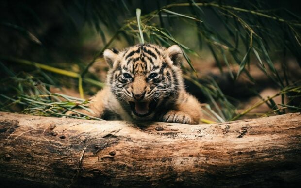 A playful tiger cub resting behind a log in a natural green environment
