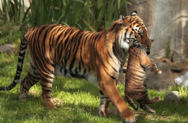 A tiger carrying a tiger cub gently by the neck in green grass