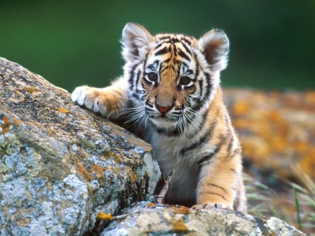 A tiger cub resting its paw on a rock in a natural setting