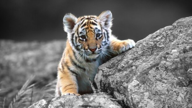 Tiger cub climbing on rocky surface in natural habitat