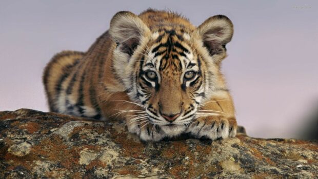 Tiger cub lying on a rock looking directly ahead with clear detail