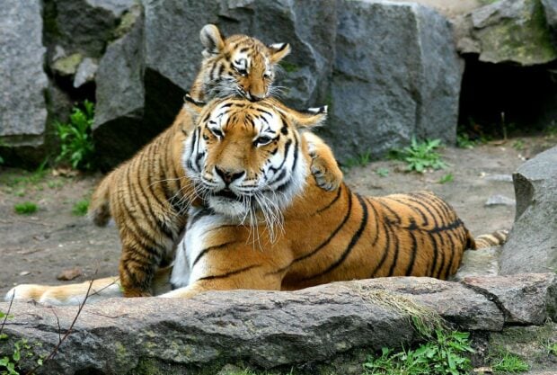 Tiger cub cuddling with its mother in a rocky natural habitat