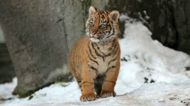 Tiger cub standing on snow with a rocky background in a natural setting