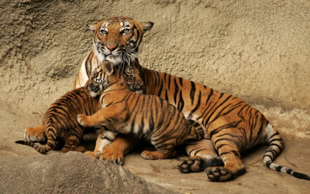 A tiger cub playing with its mother tiger cubs lying on the ground