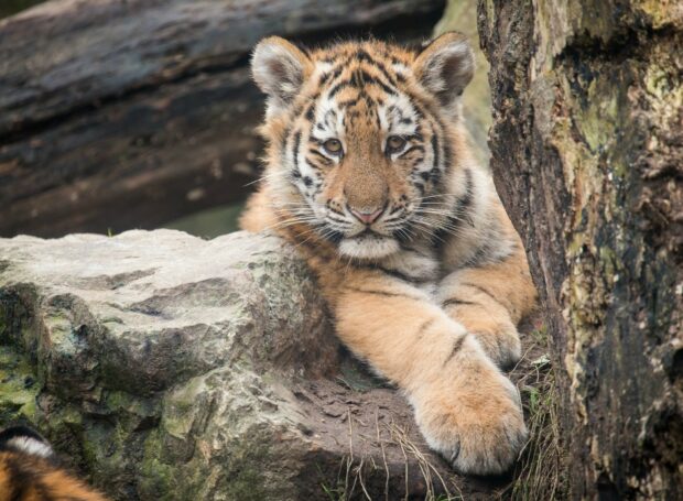 A tiger cub resting on a rock with soft fur and attentive eyes in natural surroundings