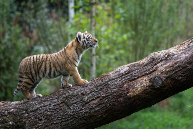 A young tiger cub walking on a large tree trunk in the forest