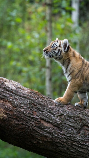 A tiger cub exploring a fallen tree in the forest environment