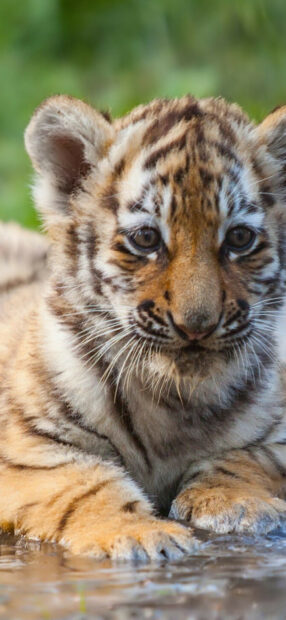 Close up of a tiger cub resting near water in natural habitat