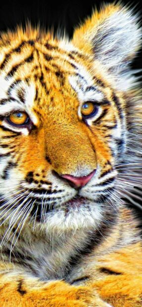 Close up of a tiger cub with bright amber eyes and detailed fur texture on a dark background