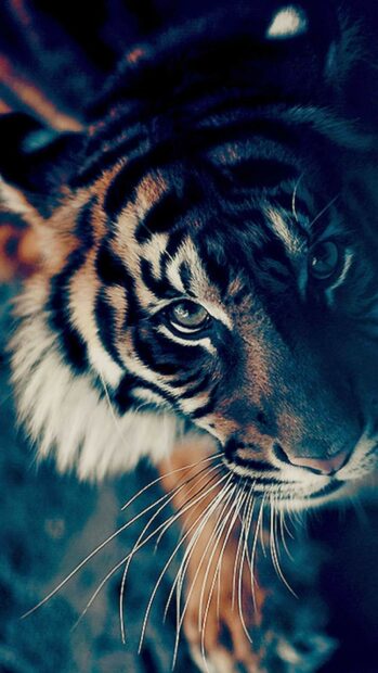Close up of a tiger cub with detailed fur and whiskers in natural light