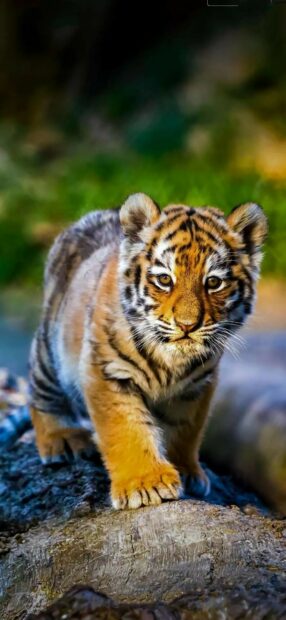 Cute tiger cub exploring a forest path in vibrant natural colors