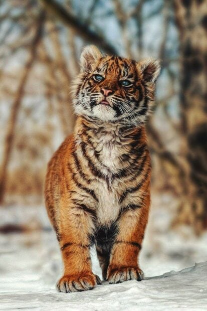 Cute tiger cub standing on snow in a natural forest environment with bright eyes