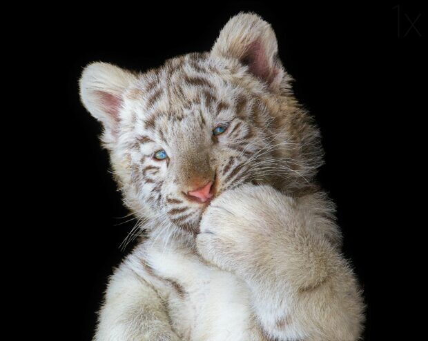 A close up of a white tiger cub showing its paw against a black background
