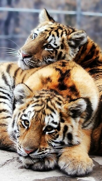 Two tiger cubs resting closely together showing detailed fur patterns and expressions