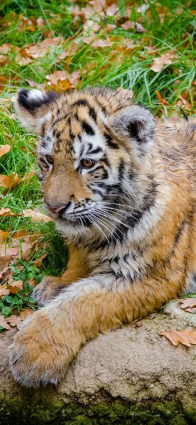 A young tiger cub resting on the ground surrounded by grass and autumn leaves