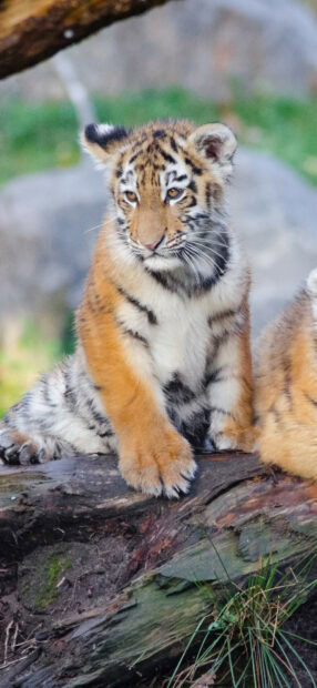 A young tiger cub sitting calmly on a tree log in natural surroundings
