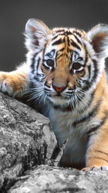 Close up of a tiger cub resting on rocks with clear detailed fur markings