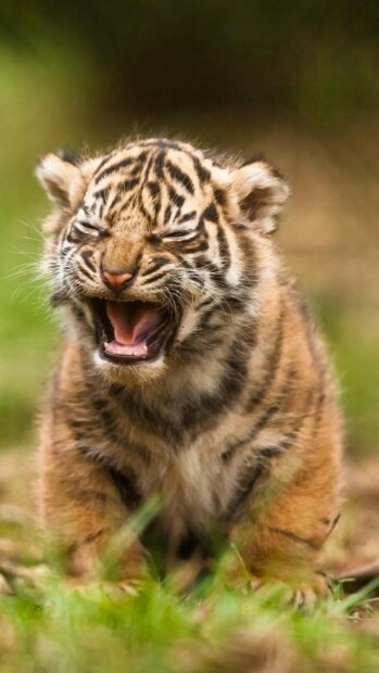 A tiger cub yawning with eyes closed in a natural grassy environment