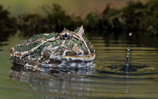 Close up of a detailed toad sitting calmly in water with ripples and water droplets visible