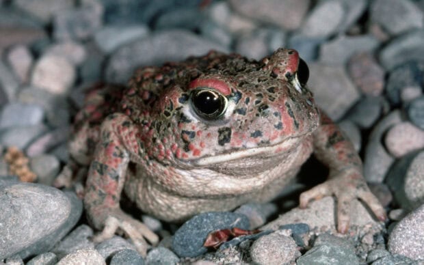 Close up of toad sitting on rocky surface with detailed skin texture