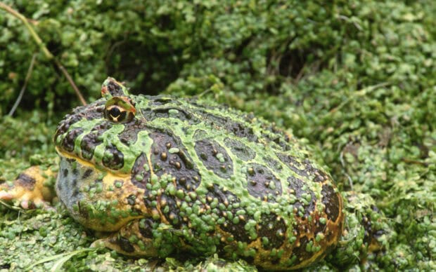 A close up of a toad resting on green vegetation with detailed skin texture