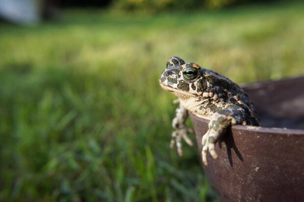 A close up of a toad resting on the edge of a brown pot outdoors with a grassy background