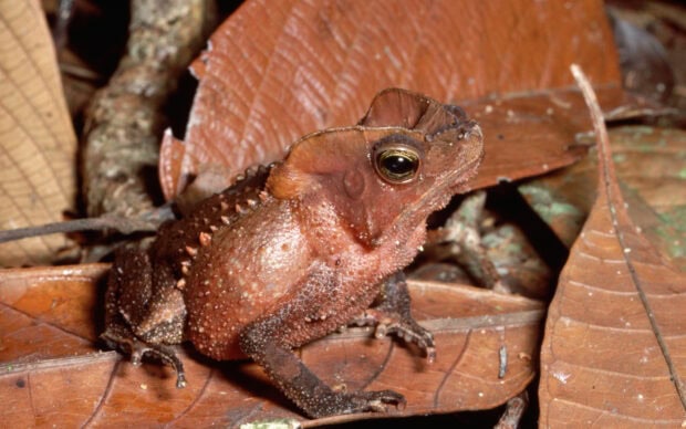 A spiky toad sitting on dry leaves in the forest floor