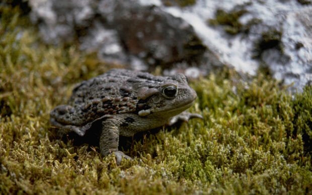 A toad resting on green moss with a rocky background in a natural setting