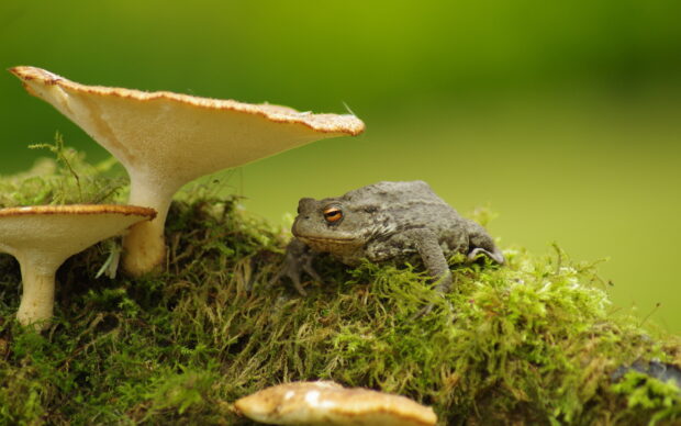 A gray toad resting on green moss near two large mushrooms in a natural setting