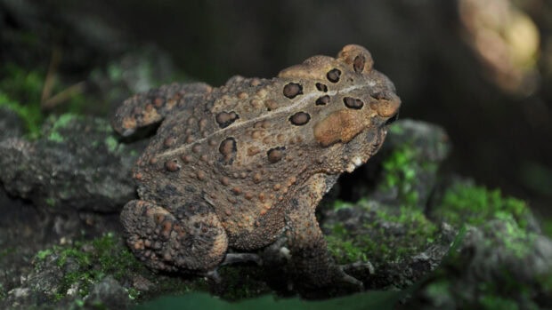 Close up of a toad resting on mossy rocks showcasing its textured skin and patterns
