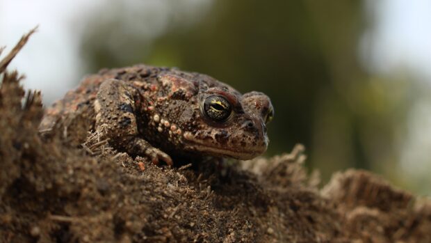 Close up of a toad resting on textured soil in a natural environment