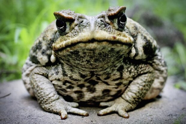Close up of a toad sitting on the ground showing its detailed skin texture and eyes