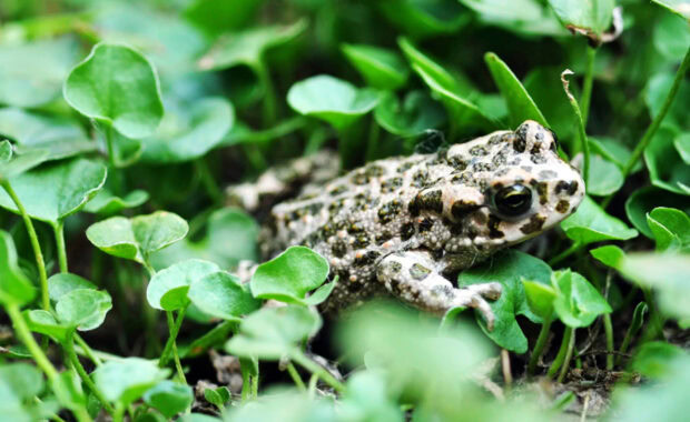 A close up of a camouflaged toad resting among green leaves in nature